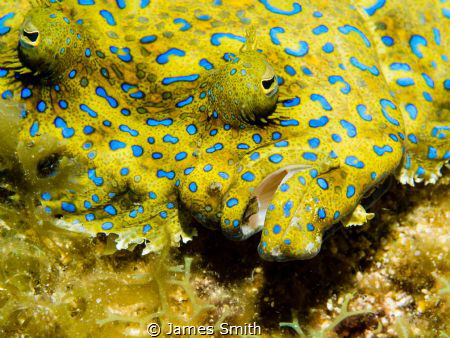 Peacock Flounder, Roatan, Olympus EM5, 60 mm macro, Sea a... by James Smith 