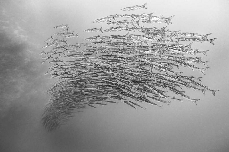 Barracuda vortex by Paul Colley 