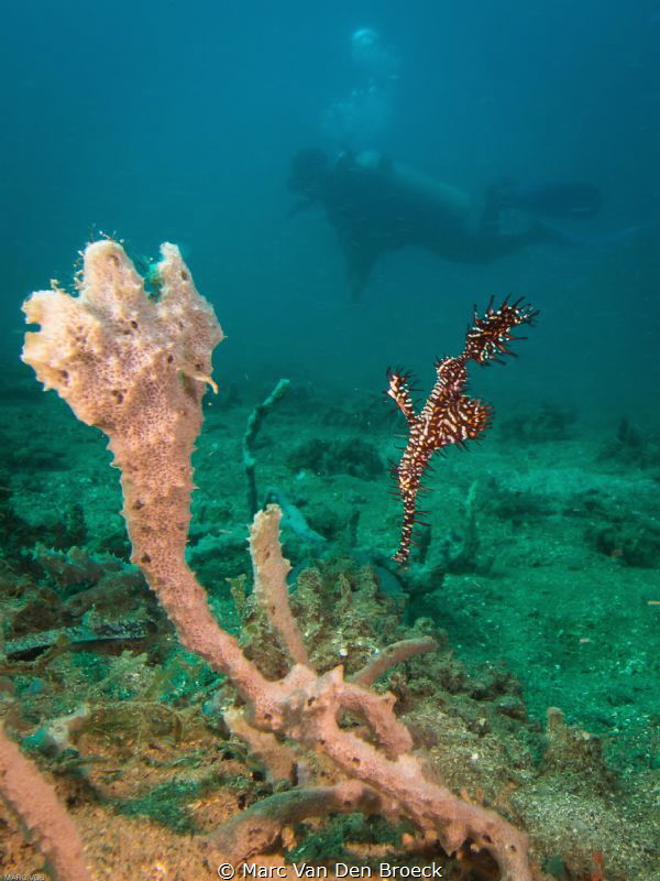Ghost diverpipefish by Marc Van Den Broeck 