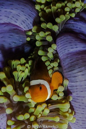 Anemonefish by Nezih Ekmekci 
