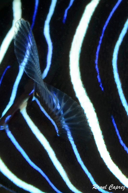 Aquatic pattern by Raoul Caprez 