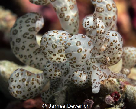 Facelinidae Phyllodesmium longicirrum, Solar Powered Nudi... by James Deverich 