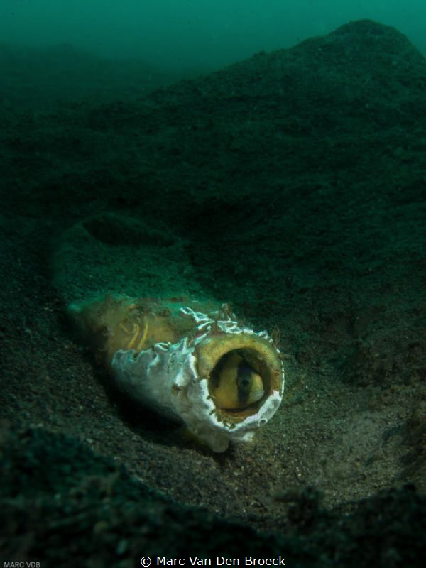 bottle home by Marc Van Den Broeck 