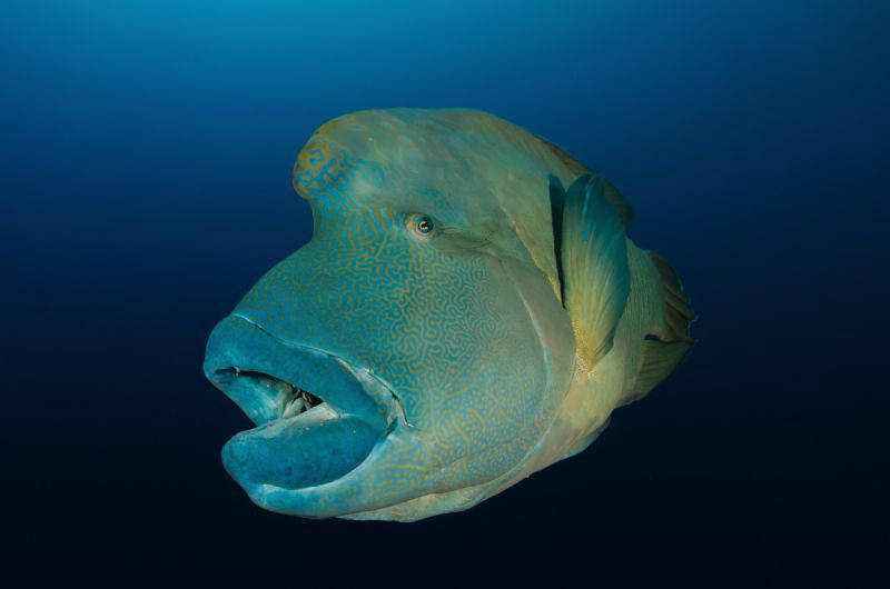 Playful napoleon near Little Brother Island, Red Sea. by Dmitry Starostenkov 