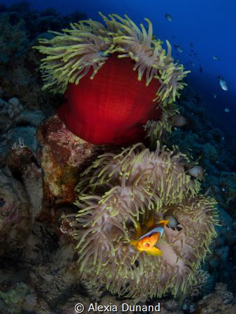 Fish acting the clown. Clown Fish. by Alexia Dunand 
