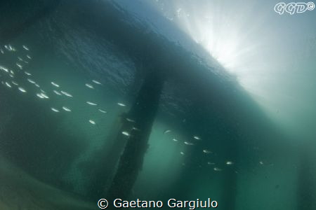 6+m of vis at Clifton Gardens are rare... by Gaetano Gargiulo 