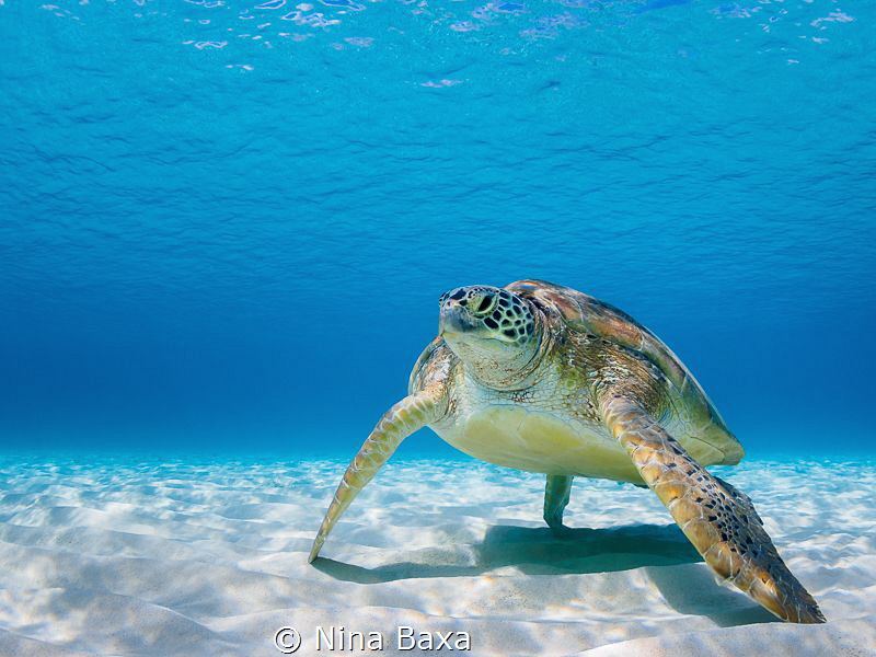 Poise - time stood still during a serene encounter with a... by Nina Baxa 