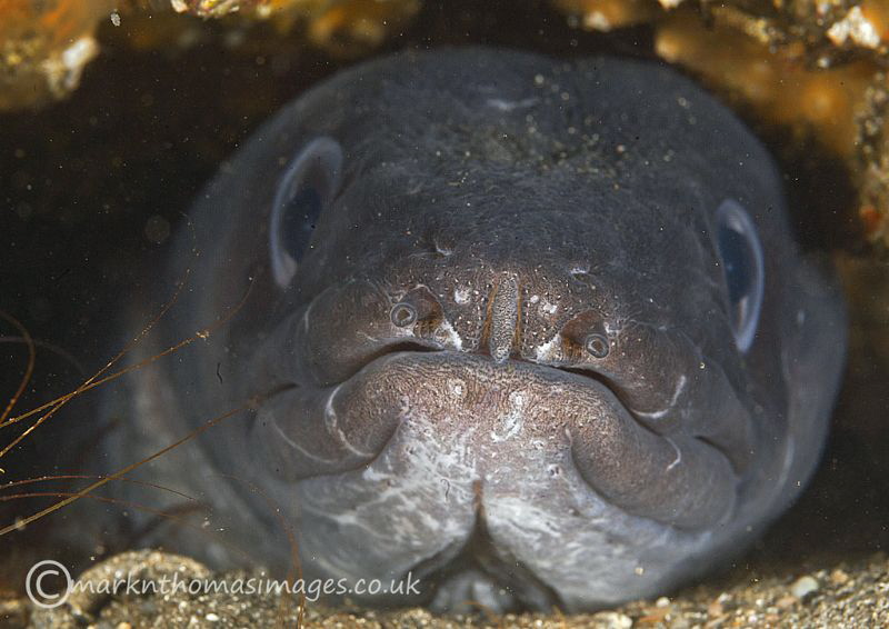 Conger - Aughrus, Connemara. by Mark Thomas 