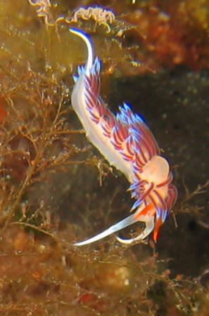 Corse Bonifacio Nudibranch
Canon Digital ixus 400 Epoque... by Matteo Visconti 