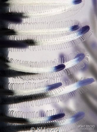 gargonian in a different view by Kf Leong 
