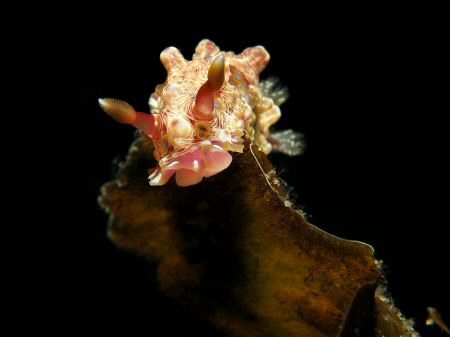 Dendrodoris denisoni by Jenny Strömvoll 