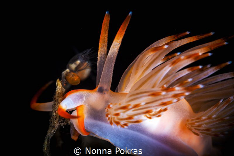Hermissenda crassicornis by Nonna Pokras 
