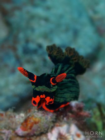 Nembrotha Kurbayana by Kf Leong 