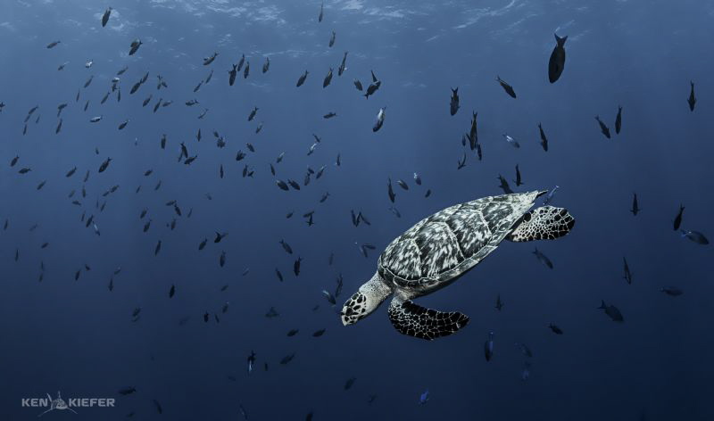 Hawksbill Sea Turtle 
diving through a school of Creole ... by Ken Kiefer 