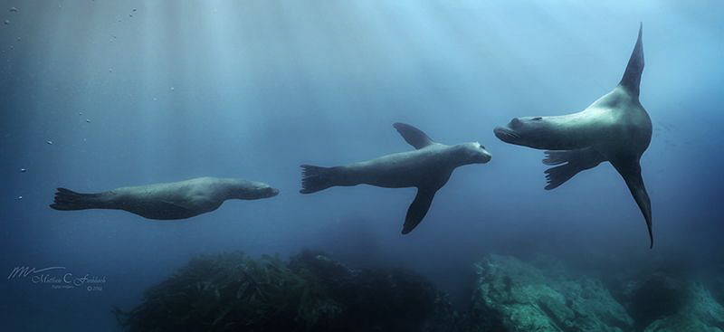 Art of Flight
Three consecutive images stitched into a p... by Matthew Fischbach 