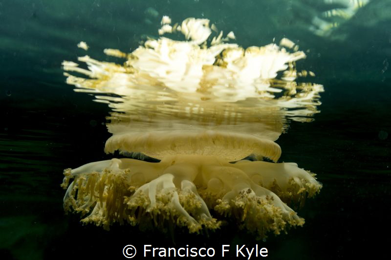 . by Francisco F Kyle 