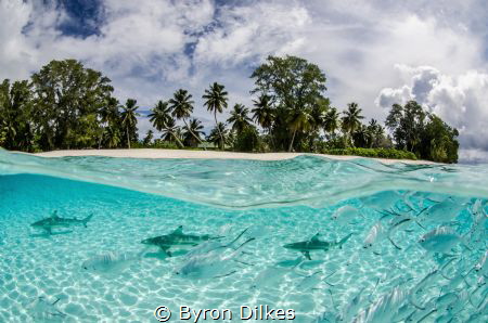 Shadowed by a shoal of small-spotted darts, a shiver of b... by Byron Dilkes 