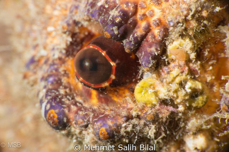 The eye of Scyllarides Latus. Nikon D800 + Nikkor 105 + N... by Mehmet Salih Bilal 