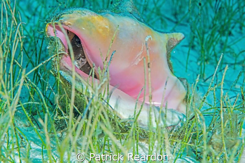Conch taken with 105mm. by Patrick Reardon 