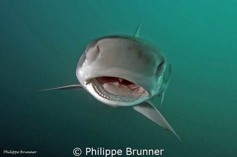 Dusky shark by Philippe Brunner 