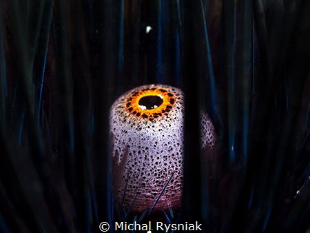 Big Brother's eye. by Michal Rysniak 