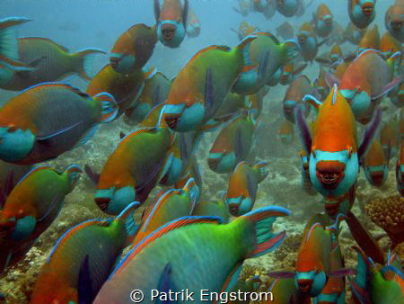 School of parrots Kuramathi Maldives by Patrik Engstrom 