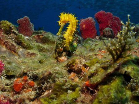 Spiny seahorse. by Jenny Strömvoll 