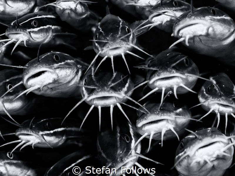 "I am an unpopular electric eel in a pool of catfish." Ed... by Stefan Follows 