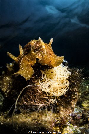 [:b:]Mating[:/b:] by Francesco Pacienza 
