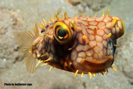 WEB BURRFISH by Guillermo Lago Grau 