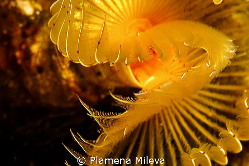 Yellow flower by Plamena Mileva 
