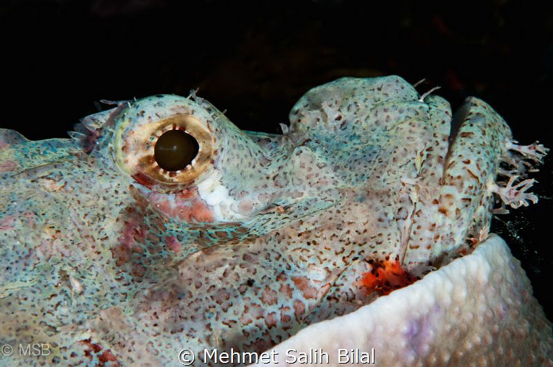 Scorpionfish resting as always. by Mehmet Salih Bilal 