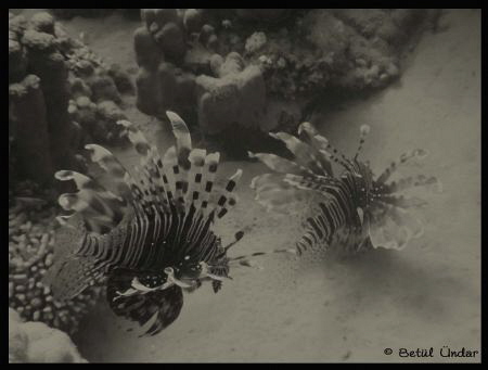 lion fish company @Fanadir. but guess they don't like me ... by Betül Ündar 