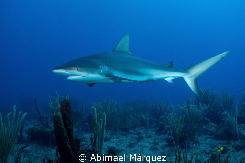Caribbean Reef Shark by Abimael Márquez 