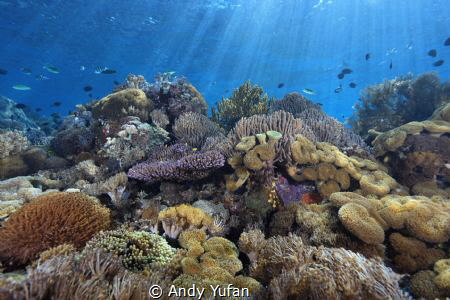Pic taken at alor , east indonesia by Andy Yufan 