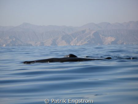 Sperm whales Oman by Patrik Engstrom 