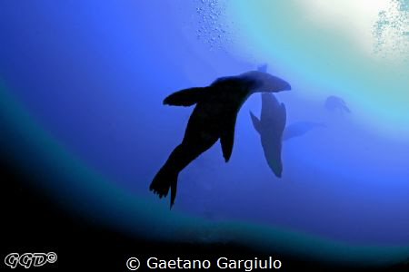 my strobe malfunctioned at 20m... so I had to improvise... by Gaetano Gargiulo 