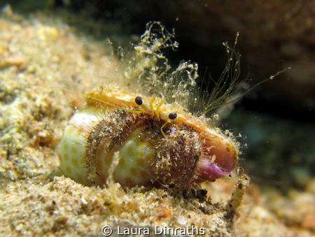 Reef hermit crab on sand by Laura Dinraths 