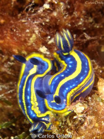 Hypselodoris courtship by Carlos Ortolà 