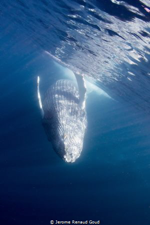 humpback whale diving on her back by Jerome Renaud Goud 