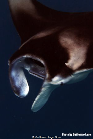 Manta in The Maldives, at the feeding station called "Vak... by Guillermo Lago Grau 