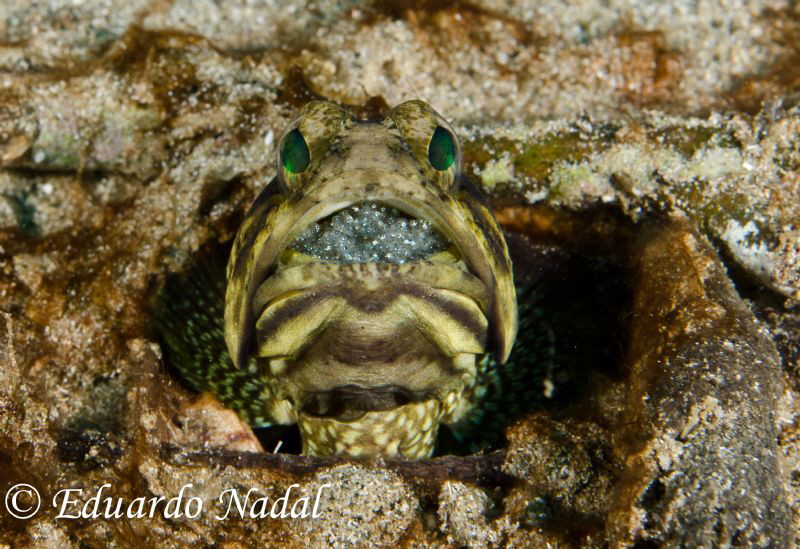 jawfish with eggs by Eduardo Nadal 