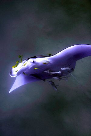 manta in mesharifa - sudan by Guja Tione 