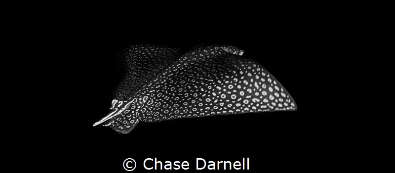 "Black Beauty" 

North Wall, Grand Cayman! by Chase Darnell 