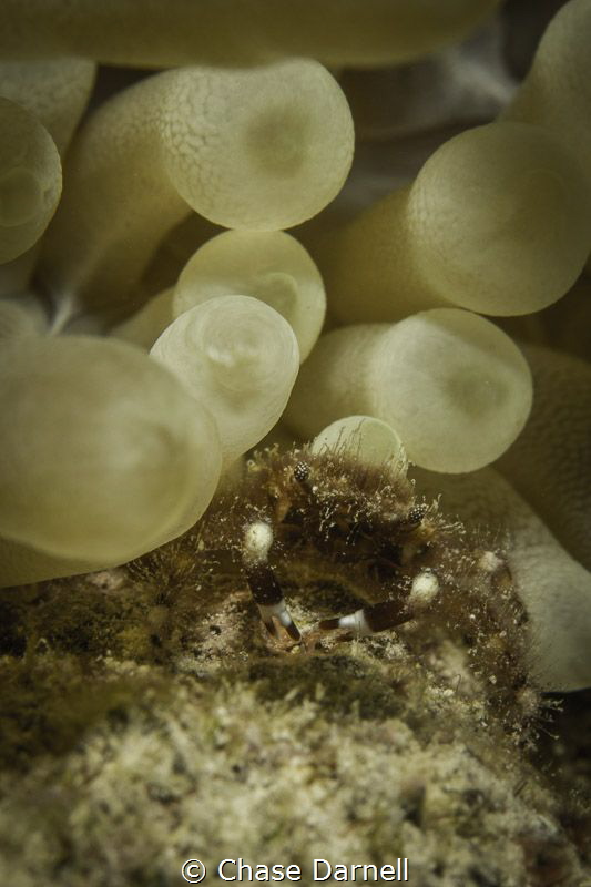 "Blending In" 

Eden Rock, Grand Cayman by Chase Darnell 