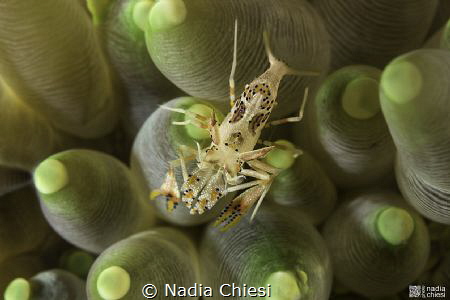 The Fakir
(Tiger Shrimp) by Nadia Chiesi 