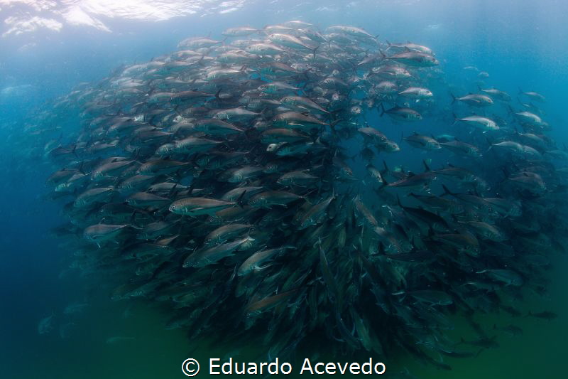 Cabo Pulmo by Eduardo Acevedo 