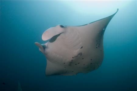Manta reef, Guinjata Bay, Mozambique. by Jason Keeton 