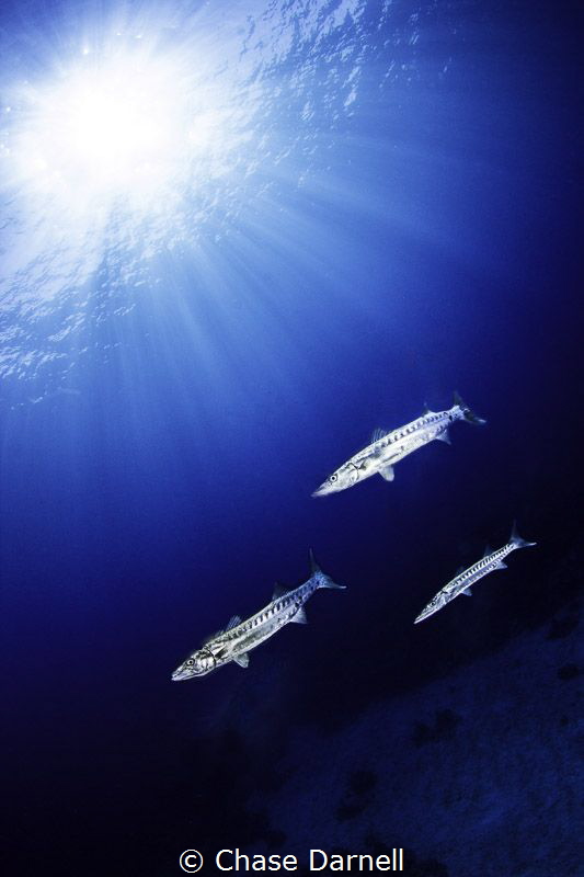 "Silver Sun Tan" 
North Wall, Grand Cayman by Chase Darnell 