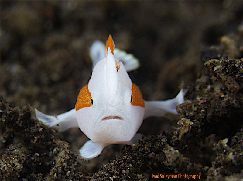Juvenile Clown Frogfish by Iyad Suleyman 